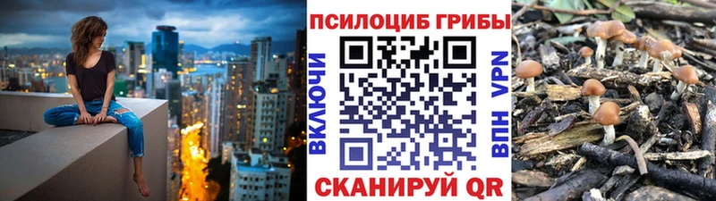 Псилоцибиновые грибы Cubensis  Старый Оскол 